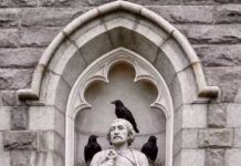 Caw and order: Ravens rule the roost at St. Peter’s in Morristown