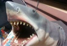 A bite of movie history: Peter Benchley’s ‘Jaws’ collection goes on auction in Morris County