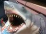 A bite of movie history: Peter Benchley’s ‘Jaws’ collection goes on auction in Morris County